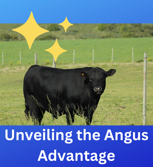 Angus beef