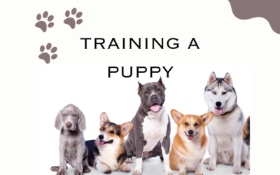Mastering the Art of Training a Puppy: A Comprehensive Guide