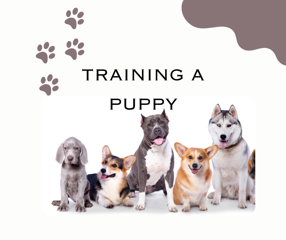 effective training solutions for dogs