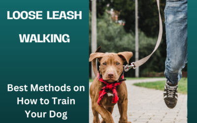 Loose Leash Walking: Best Methods on How to Train Your Dog