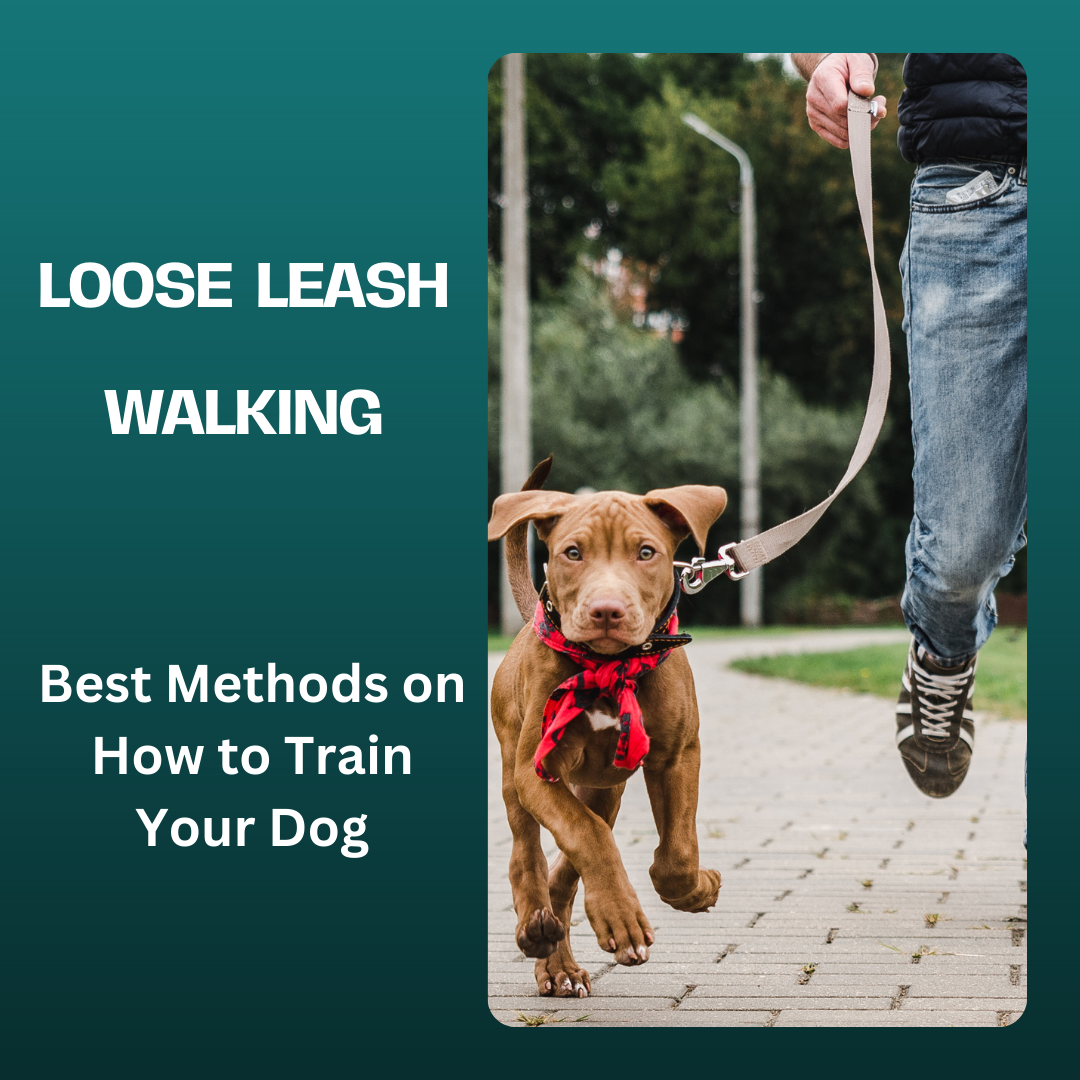 loose leash walking