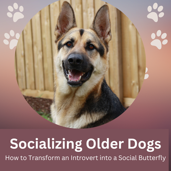 Socializing Older Dogs: How to Transform an Introvert into a Social Butterfly